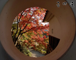 もみじの錦